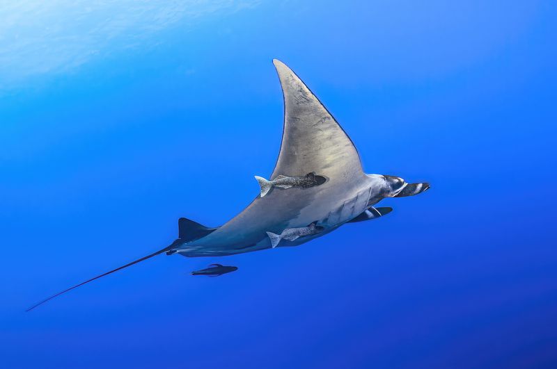 Манта фото превью