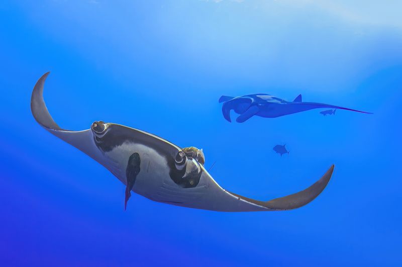 Манты фото превью