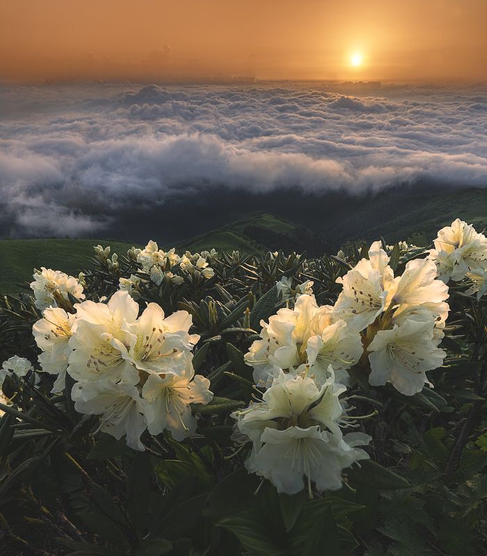 тхач, рассвет, рододендроны, пейзаж, цветы, горы, облака  фото превью