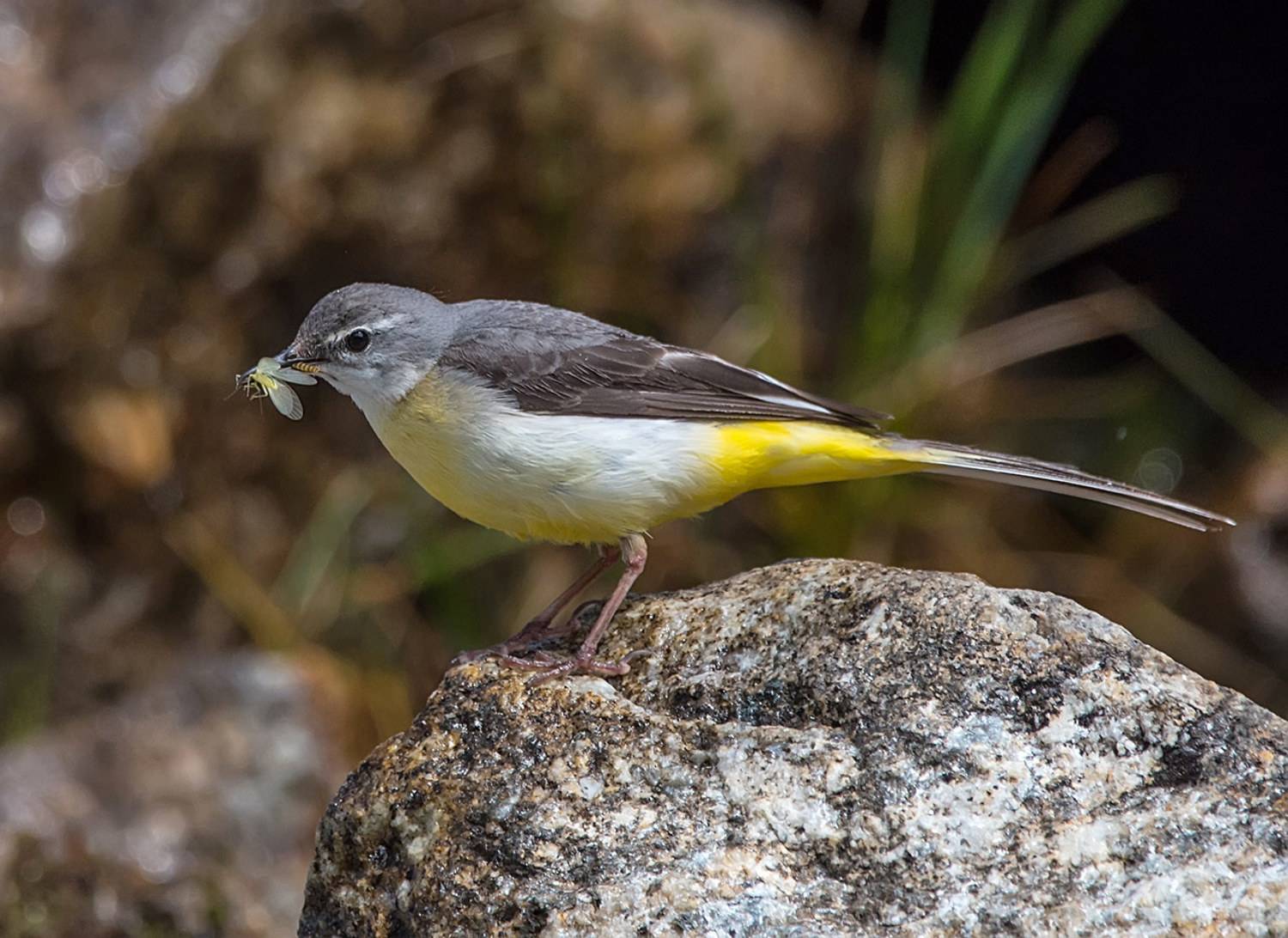 горная трясогузка, кабардино-балкария, Хасан Журтов