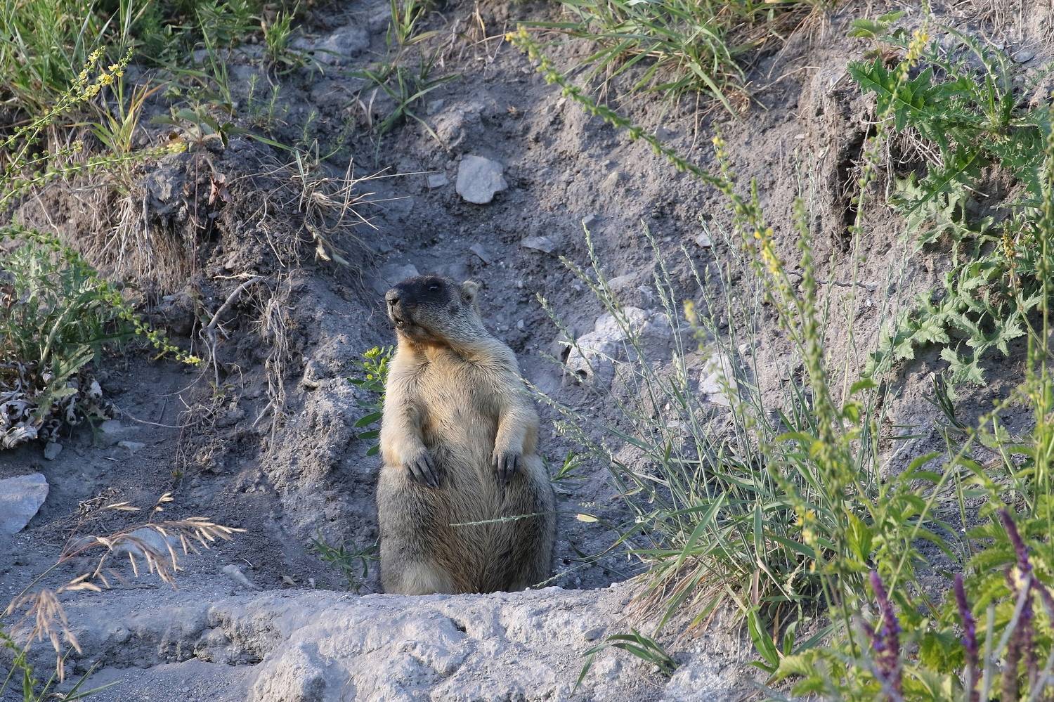 Сурок-байбак, сурок,Сенгилеевские горы, Софронов Евгений, фото природы, Ульяновская область, Сенгилеевский район,, Евгений Софронов