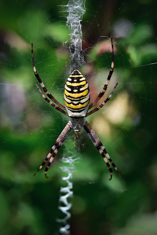 Паук оса фото превью