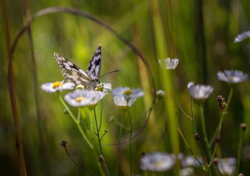 Пестроглазка галатея фото превью