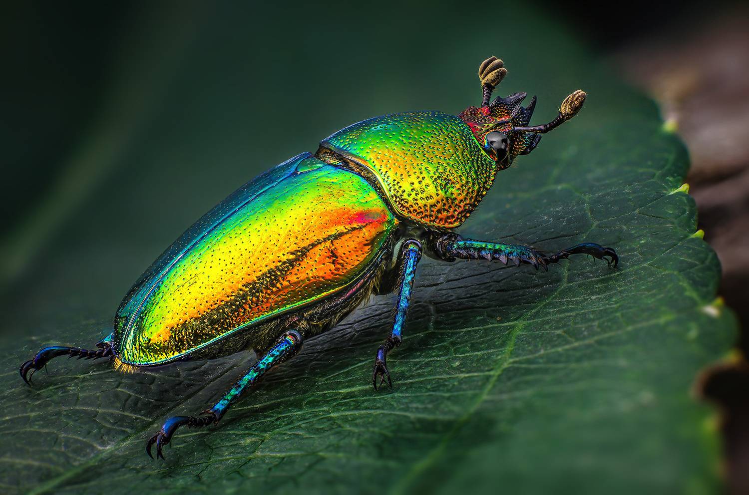 lamprima, adolphinae, Kavaliauskas Eugenijus