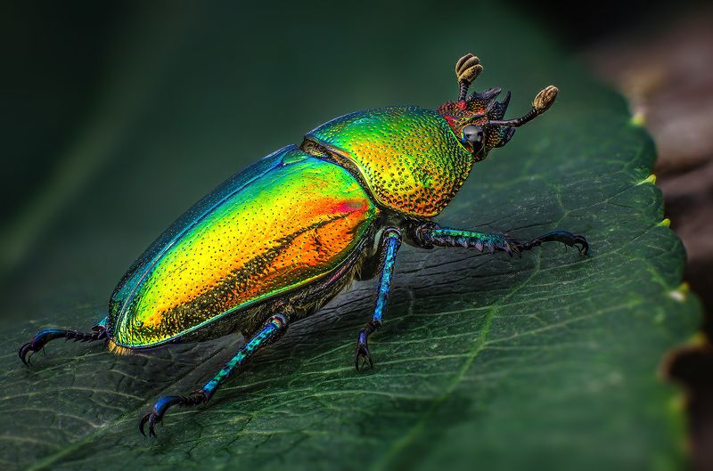 lamprima, adolphinae Жук олень - самка фото превью