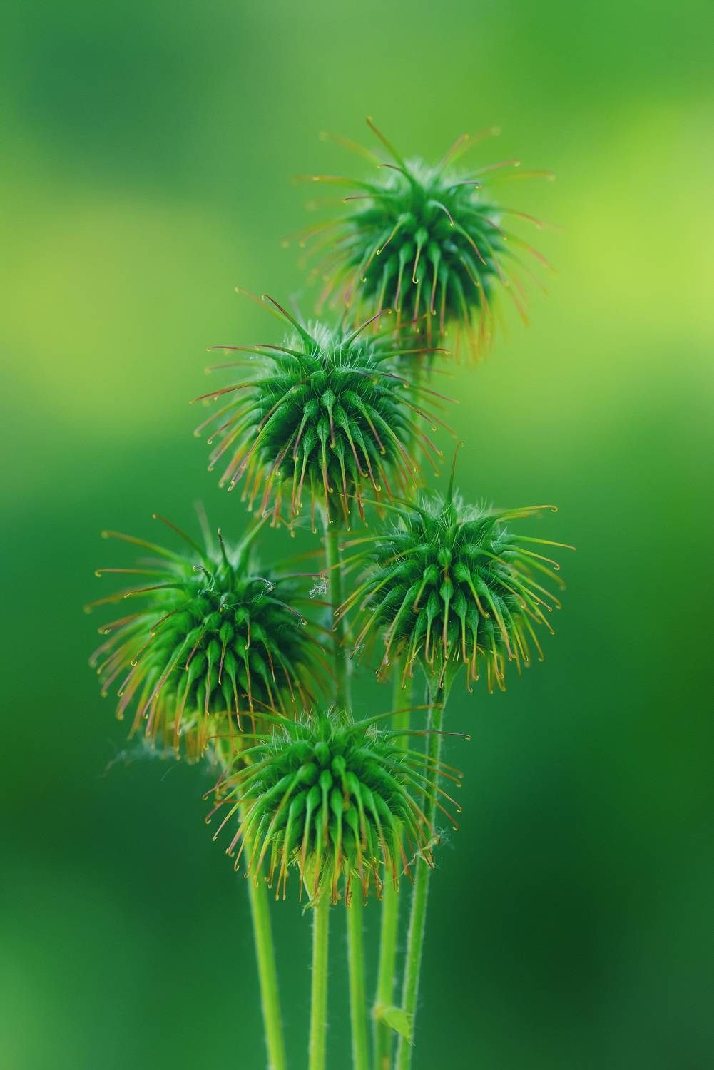 , Рагинская Ольга