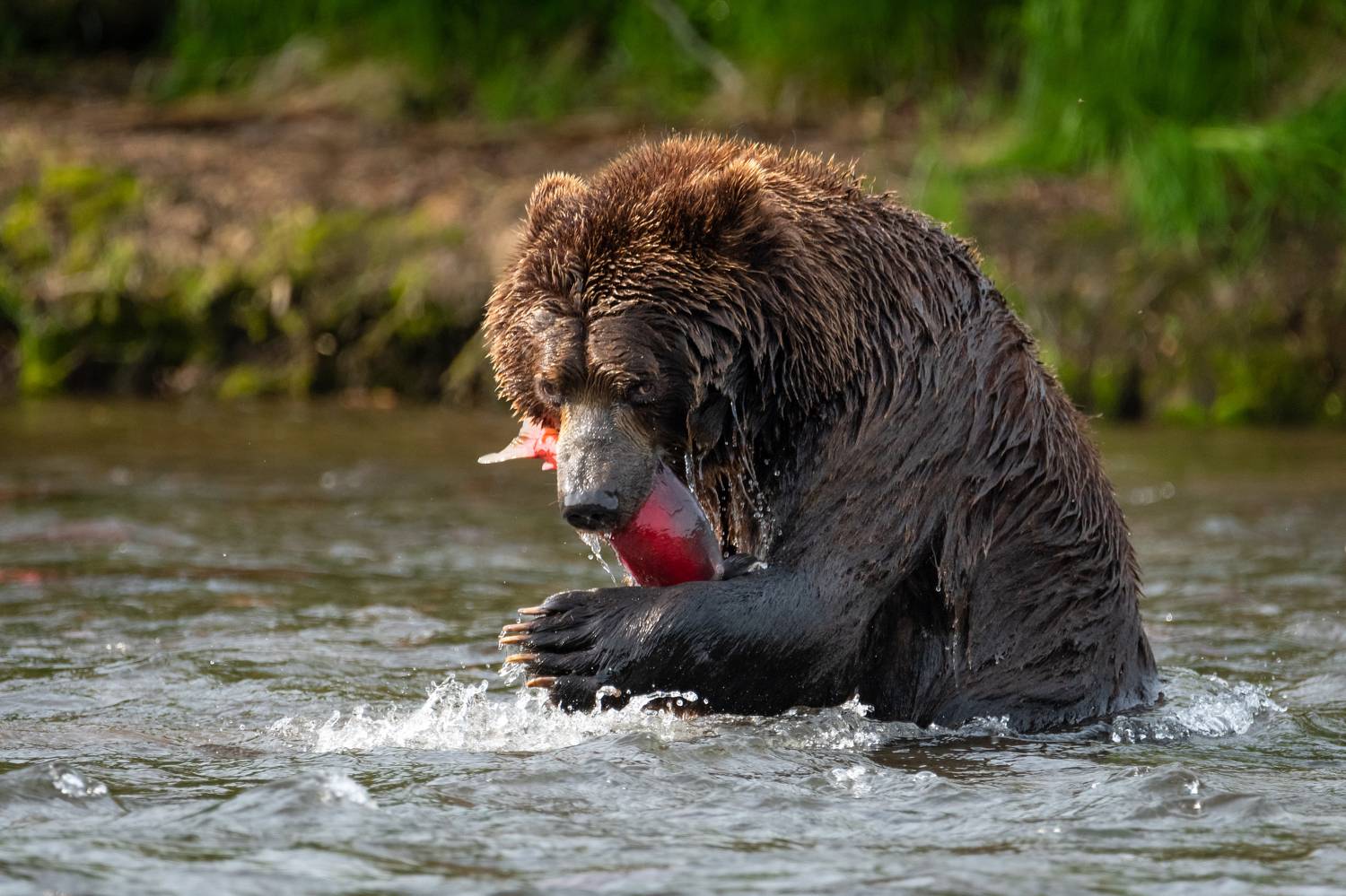 медведь, рыба, улов, рыбалка, Камчатка, река, хищник, дикая природа, Степанова Татьяна