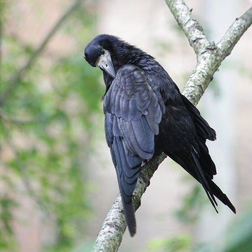 Перышко к перышку