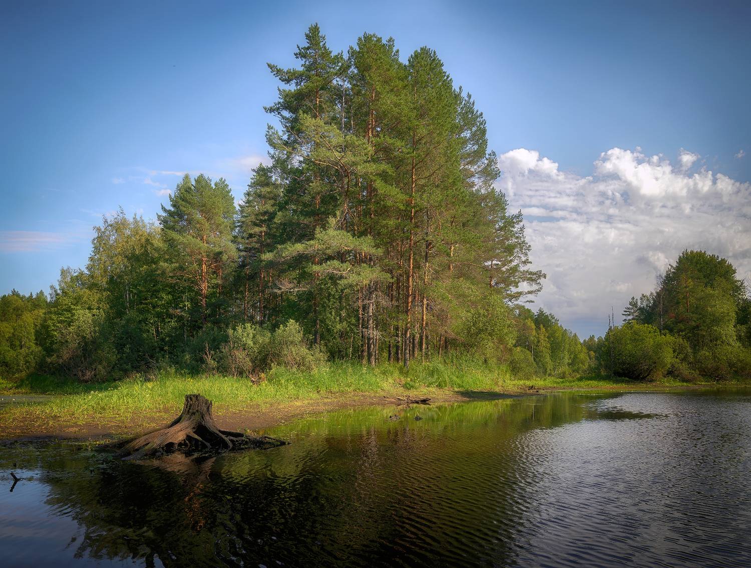 река, берег, сосны, пень,лето, Сергей Аникин