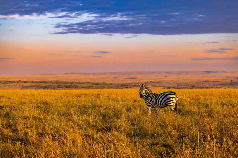 #landscape #zebra #colorful Serene landscape of Masai Mara фото превью