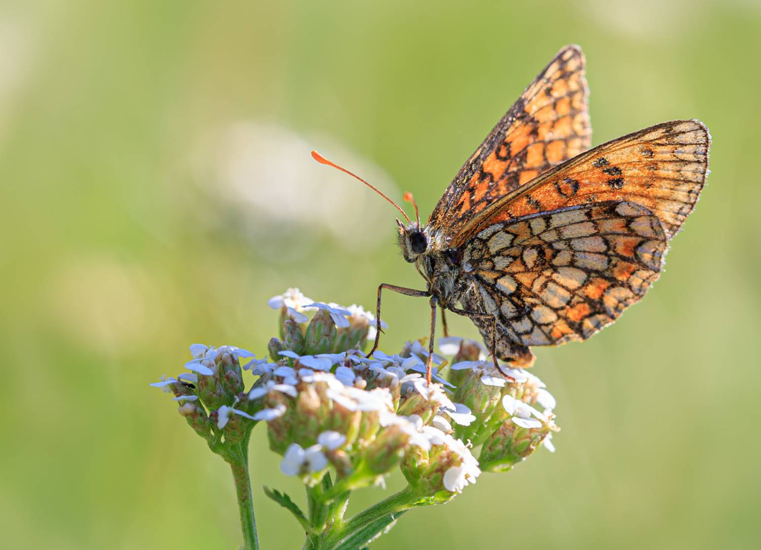 насекомые, бабочка, нимфалида, шашечница, аталия, лето, июль, Борис Новиков