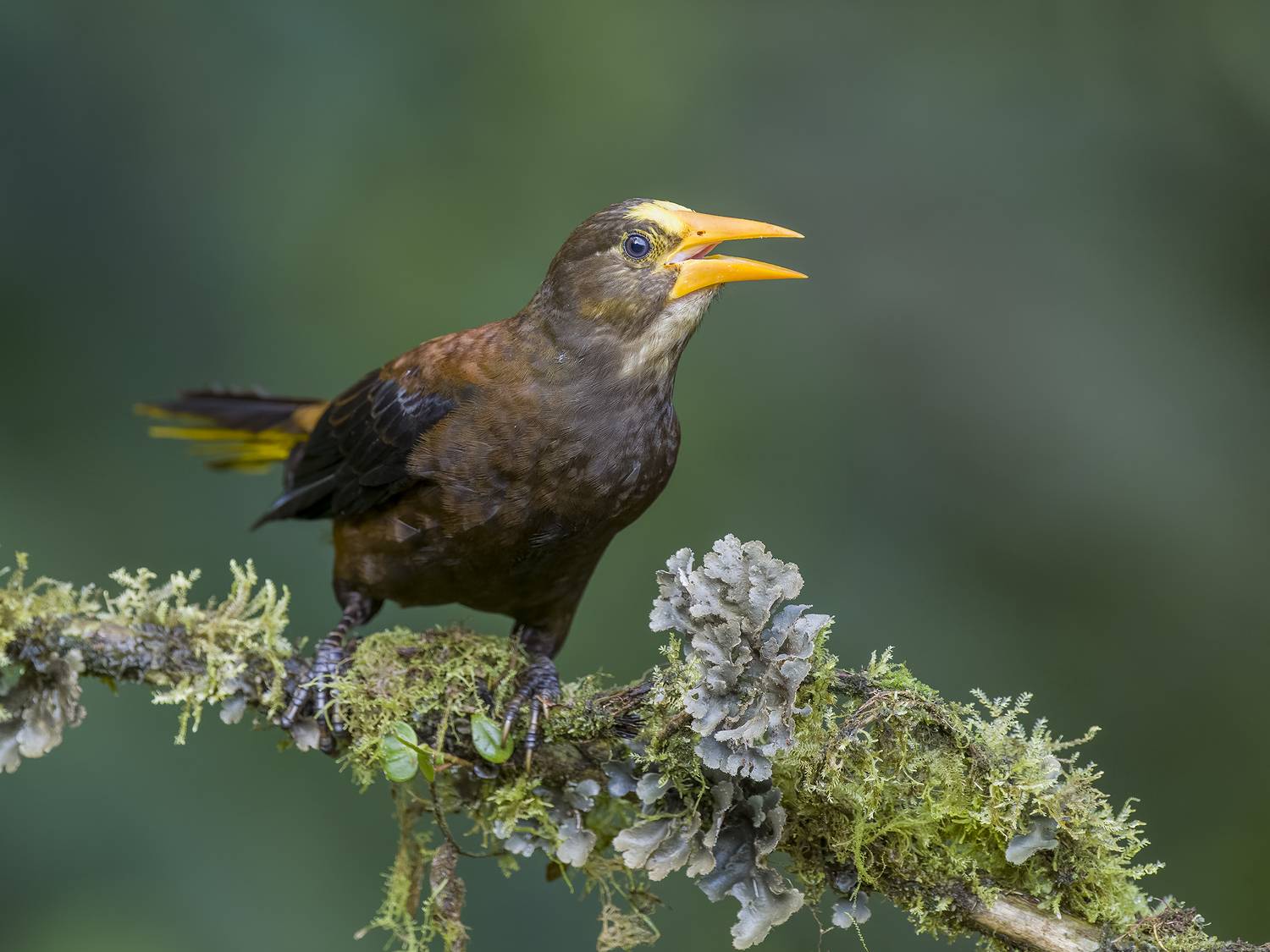 , Burgalin Sequeira Fernando