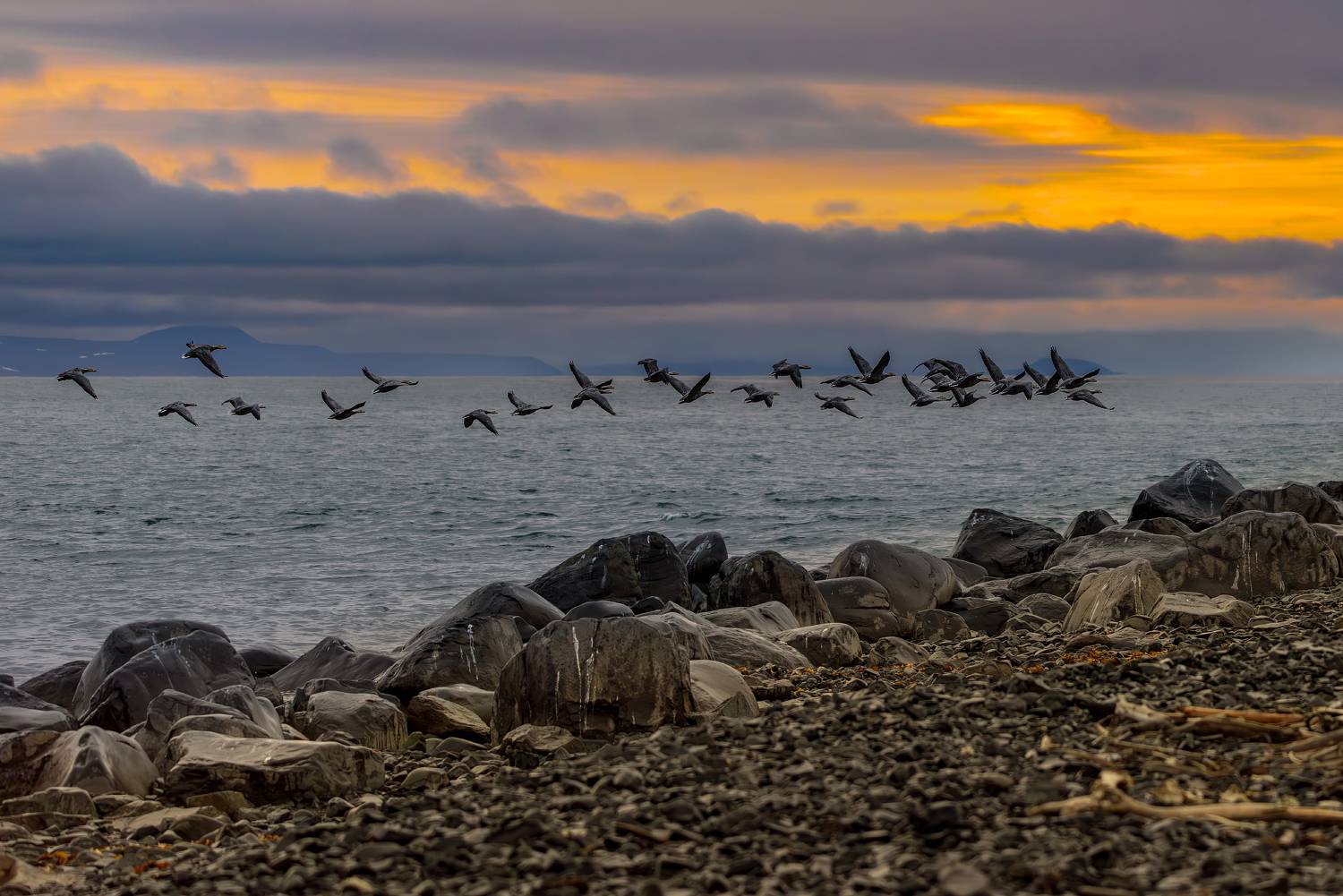 чукотка, чукотское море, гуси, осень, Юрий Матвеев
