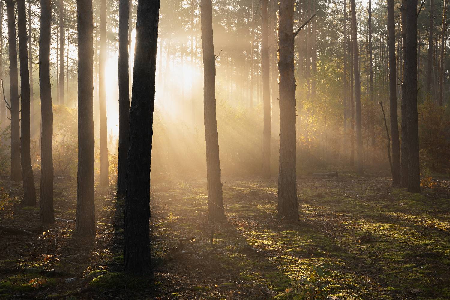 , Захаров Дмитрий