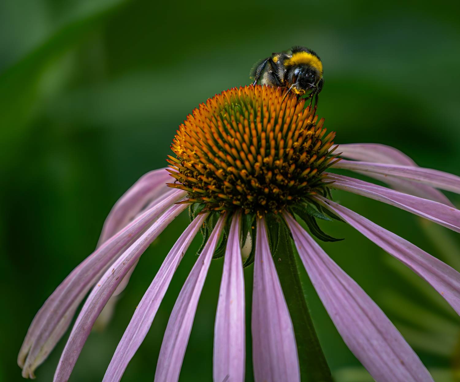 , Курлянцев Алексей