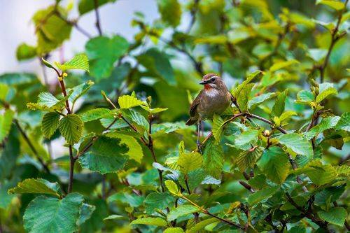 Соловей-красношейка