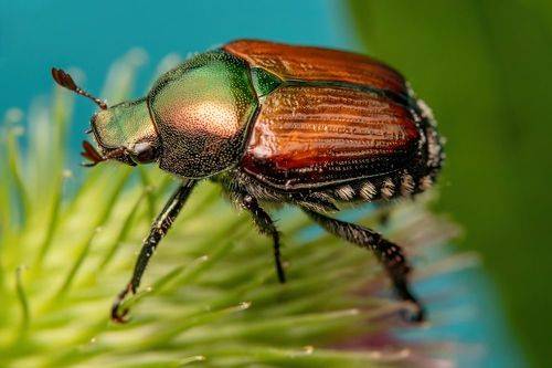 Japanese Beetle