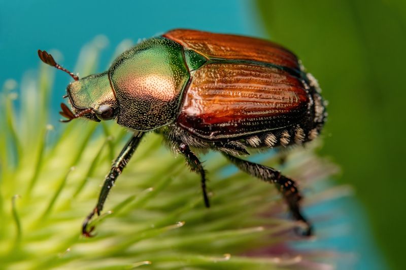 Japanese Beetle фото превью