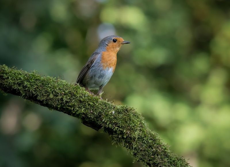 зарянка, малиновка, птицы, birds, wildlife, robin Зарянка фото превью