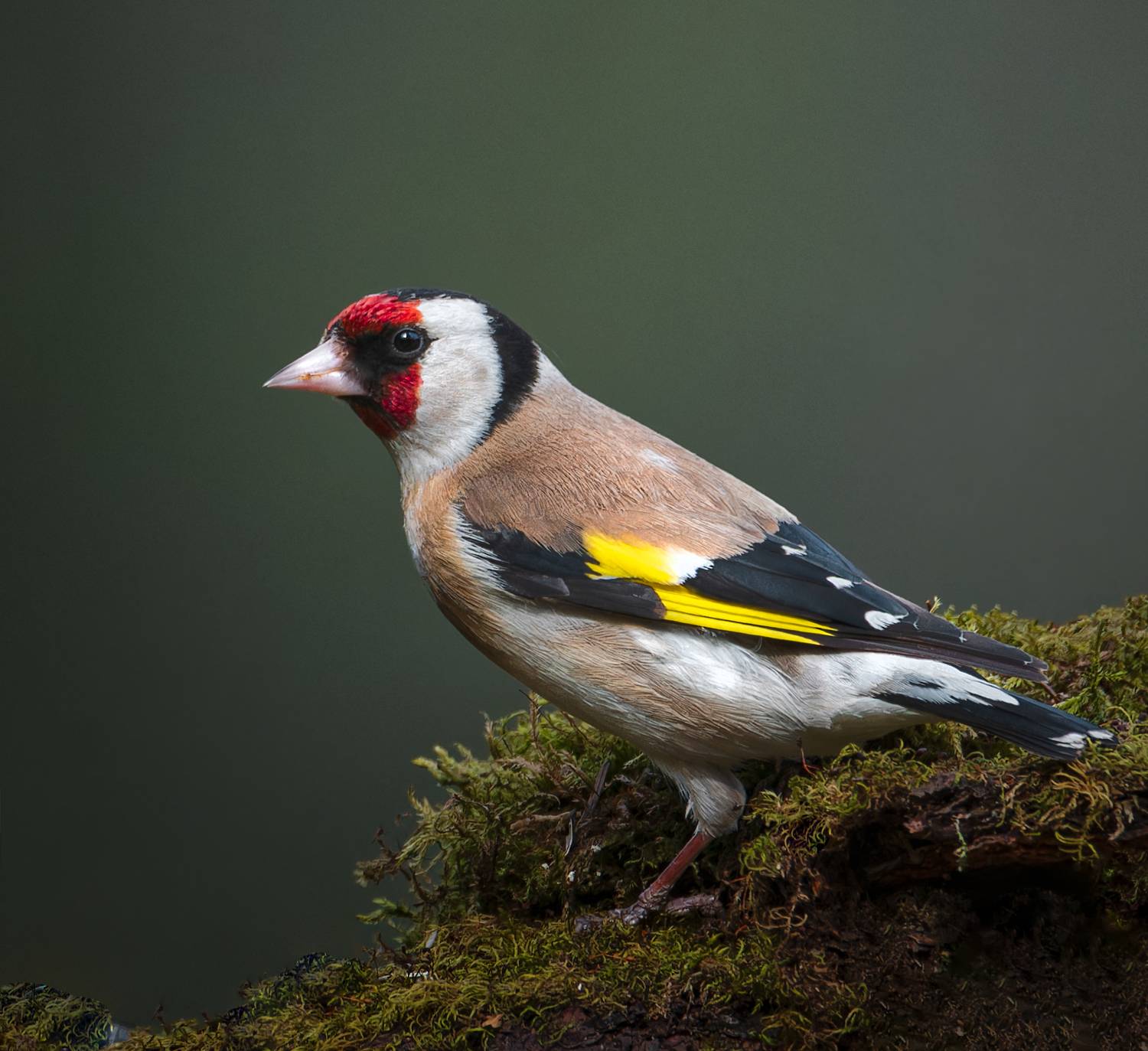 , Фото Александр