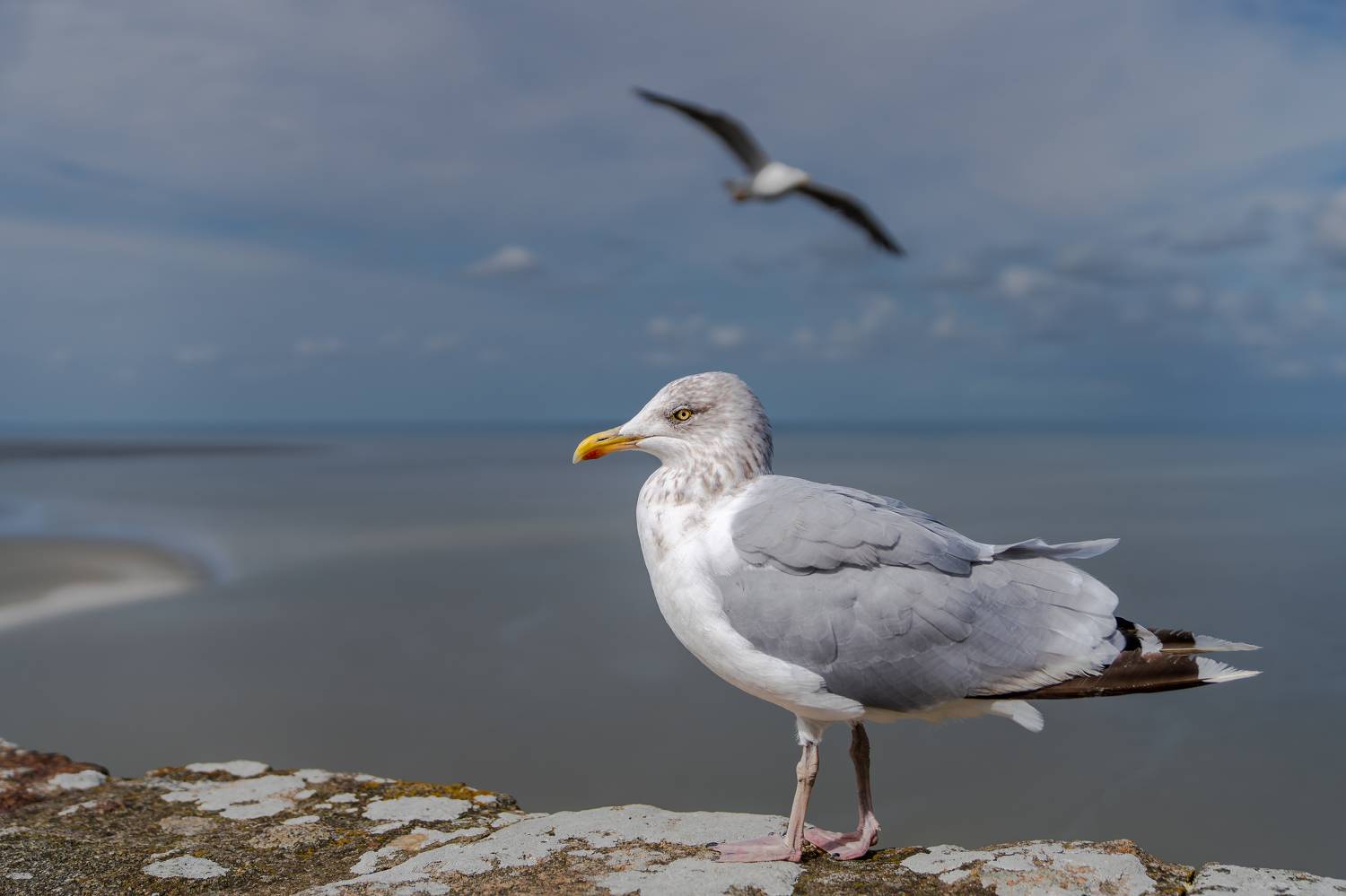 , Шимаковский Юрий