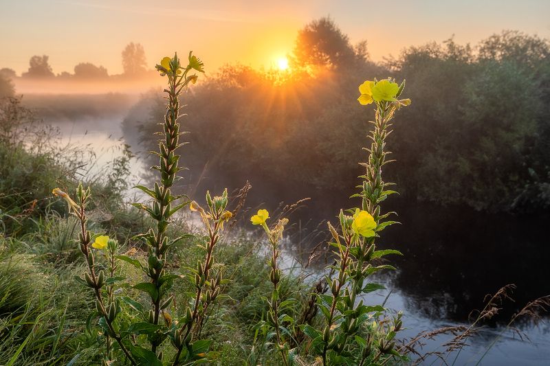 Цветок Энотера у реки Оредеж. фото превью
