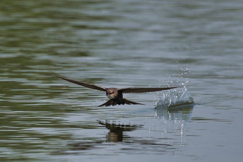 Стрижи на водопое фото превью