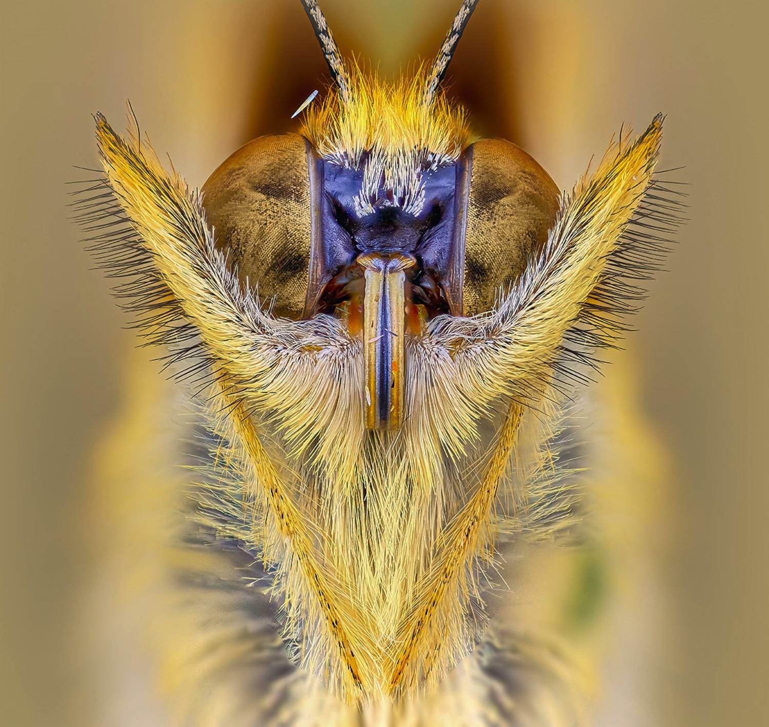 argynnis paphia, Kavaliauskas Eugenijus