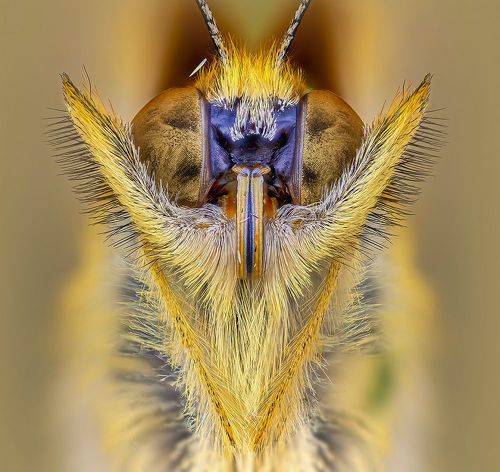 Перламутровка большая