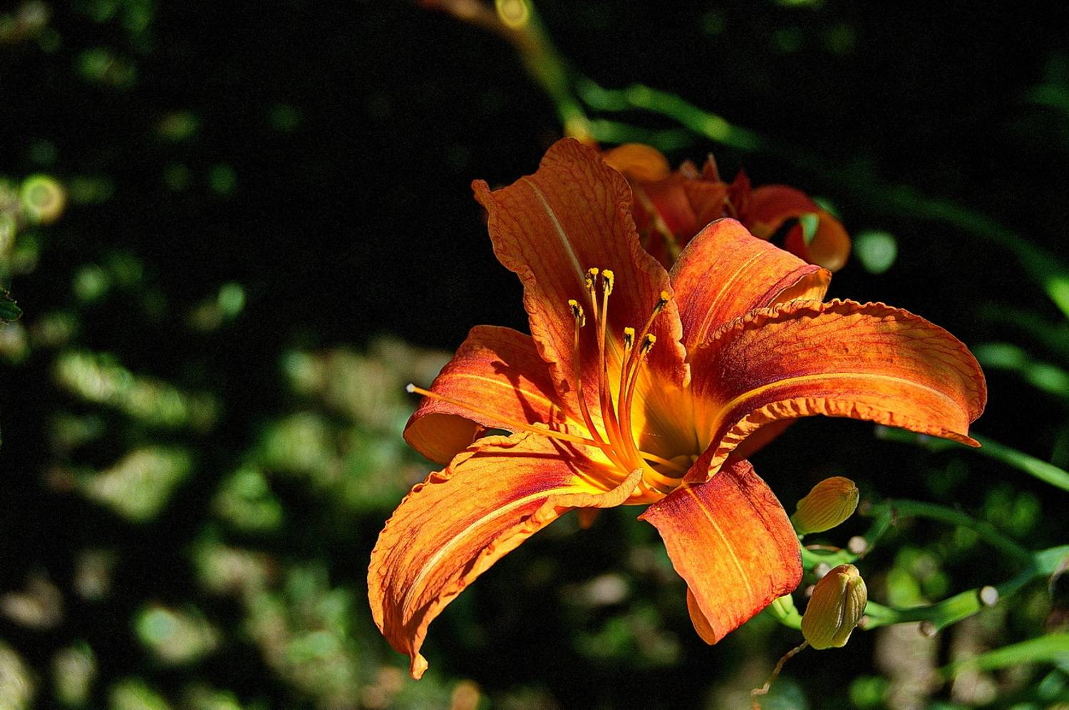 , Николаев Владимир