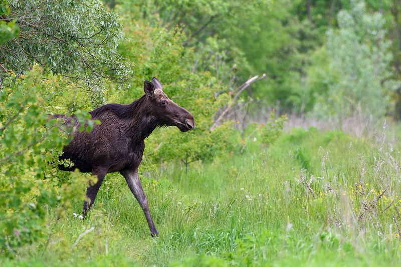 #лось moose Лось фото превью