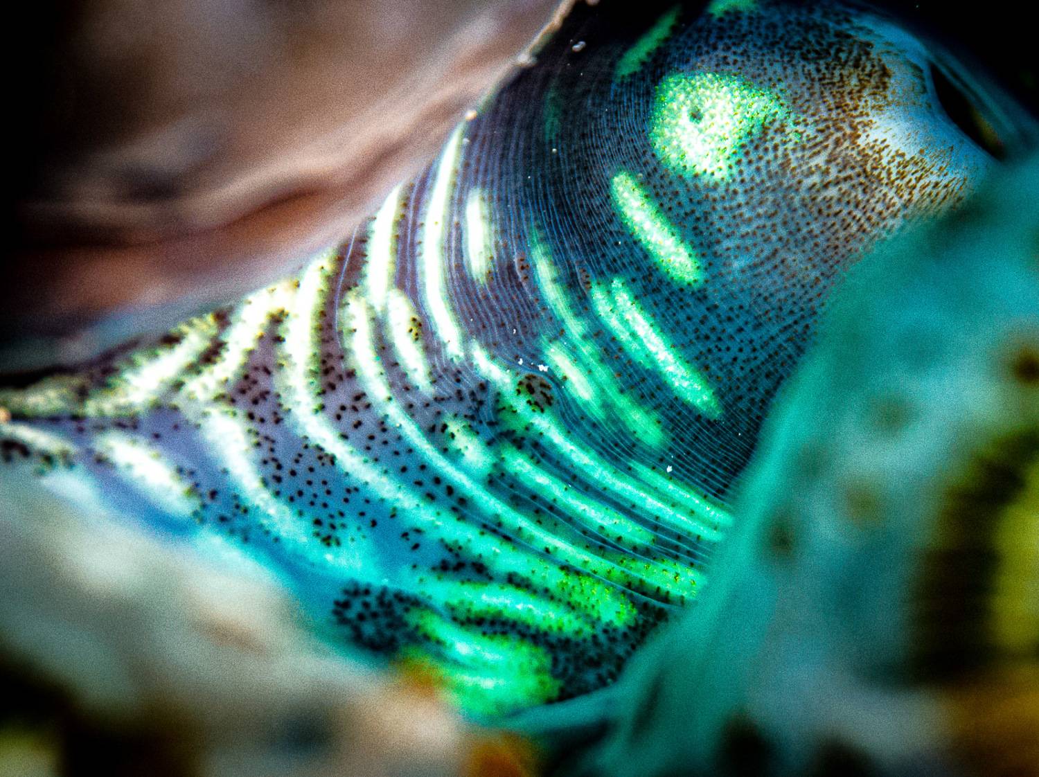 tridacna, Alexander Plakida