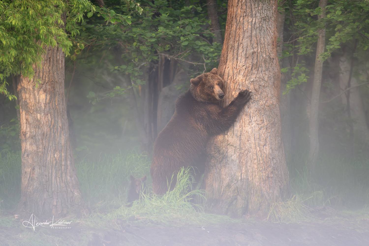 медведи,камчатка,медведь,медвежата, Александр Кукринов
