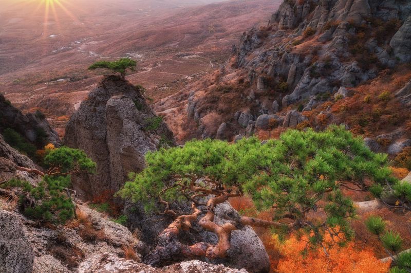 Бонсай фото превью