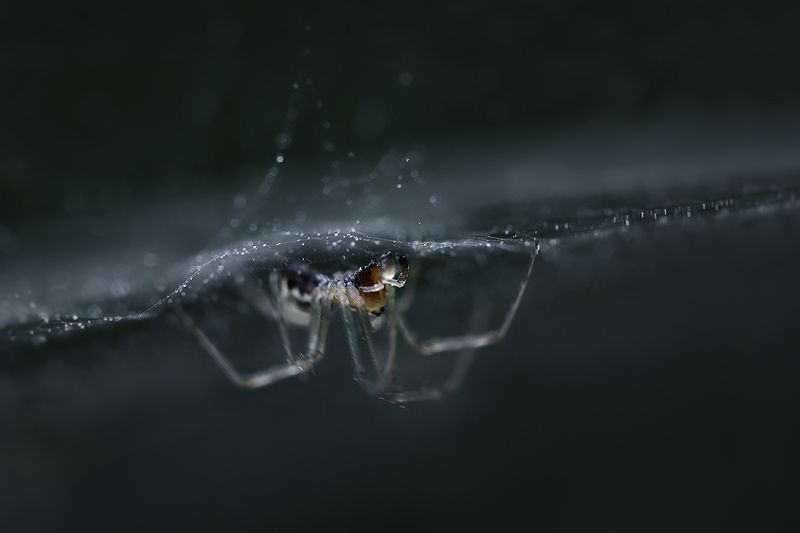 макро, паук, macro, spider Бегущий по волнам фото превью
