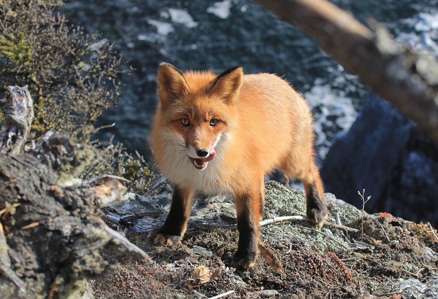 лиса, Валерий Платонов