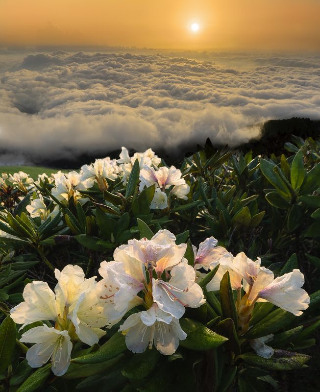 тхач, рассвет, рододендроны, пейзаж, цветы, горы, облака  фото превью