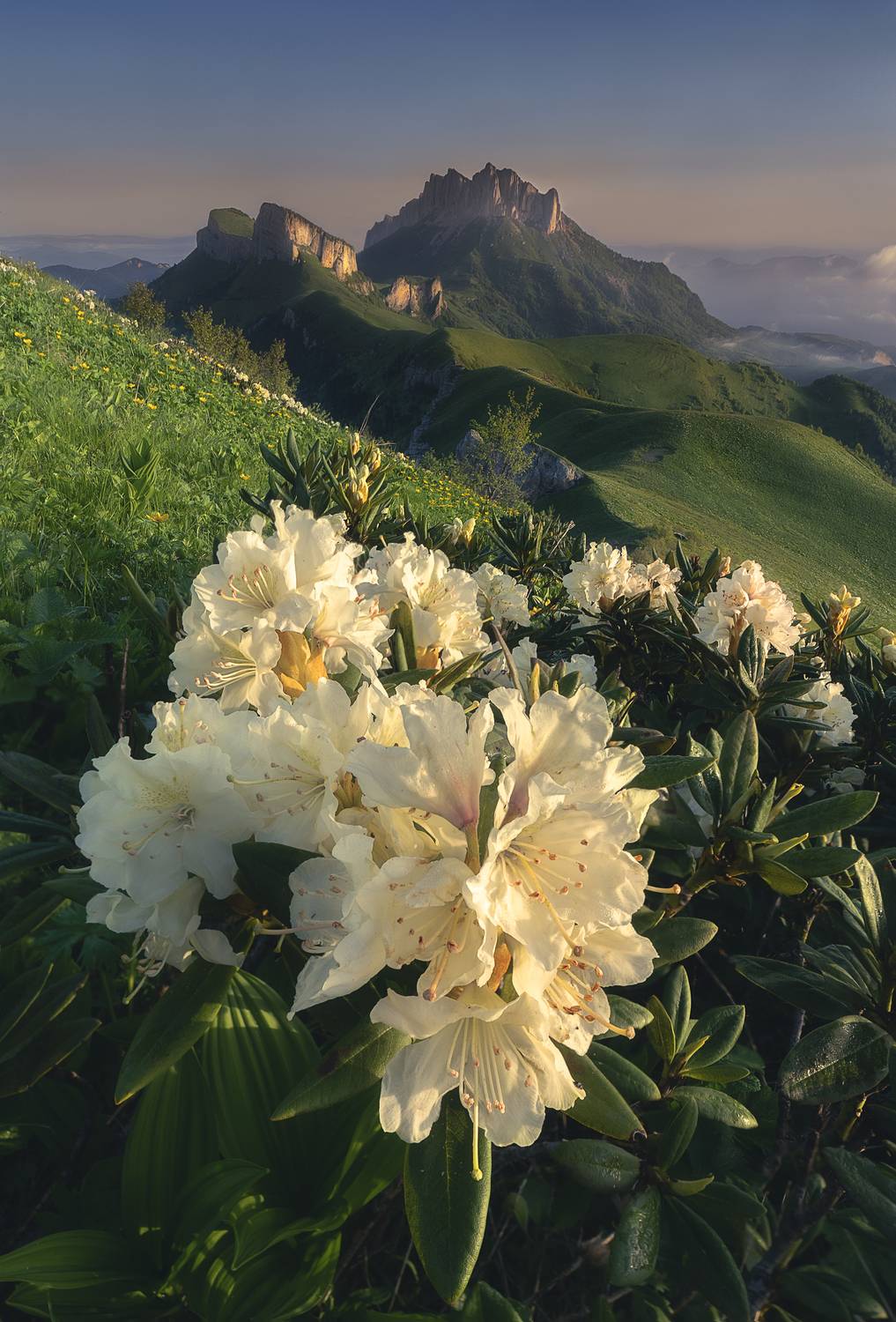 тхач, рассвет, рододендроны, пейзаж, цветы, горы, облака, Олег Герасимов