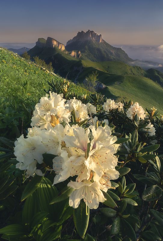 тхач, рассвет, рододендроны, пейзаж, цветы, горы, облака Рассвет в горах. Вид на Тхач фото превью