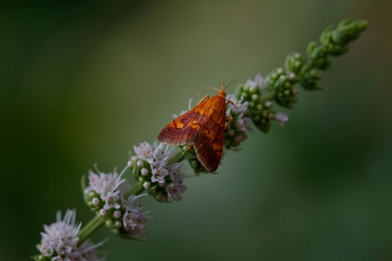 макро, macro, butterfly, мотылек Мотылек фото превью