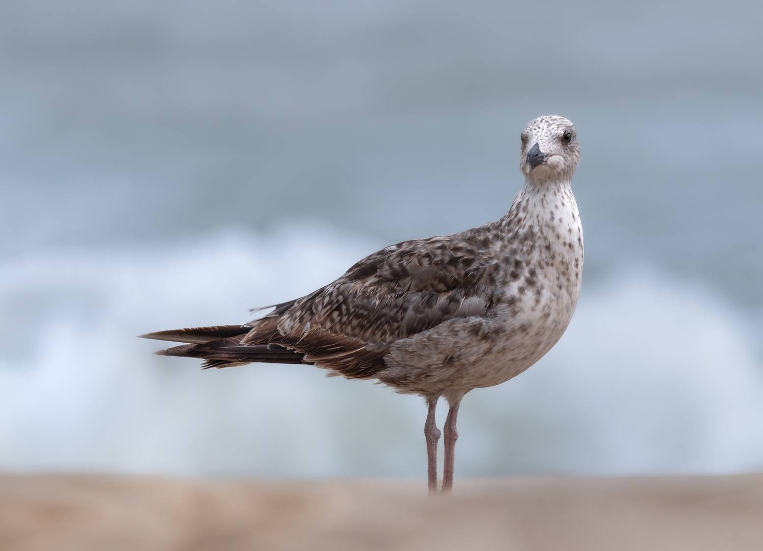 bird, gull, seagull, california gull, sand, beach, water, nature, animals, wild, action, dynamic, Atul Saluja
