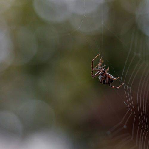 ППП - паук плетет паутину