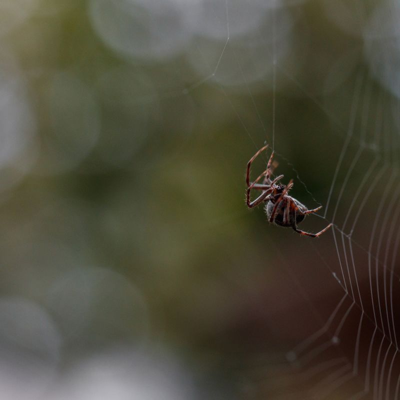 макро, macro, spider, net, web, паук, паутина ППП - паук плетет паутину фото превью