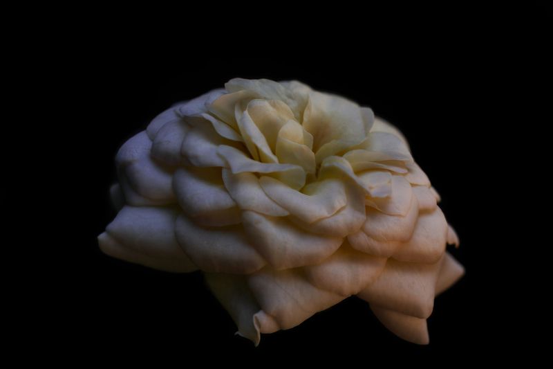 macro, rose, макро, роза Роза фото превью