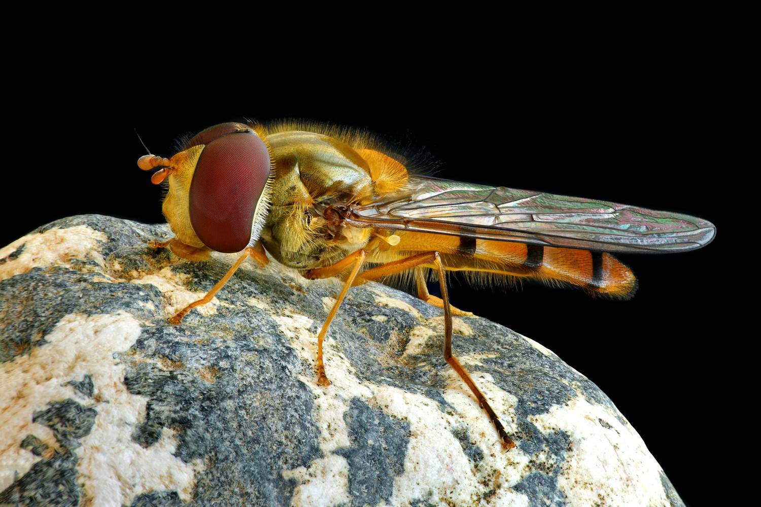 , Антон Финевич