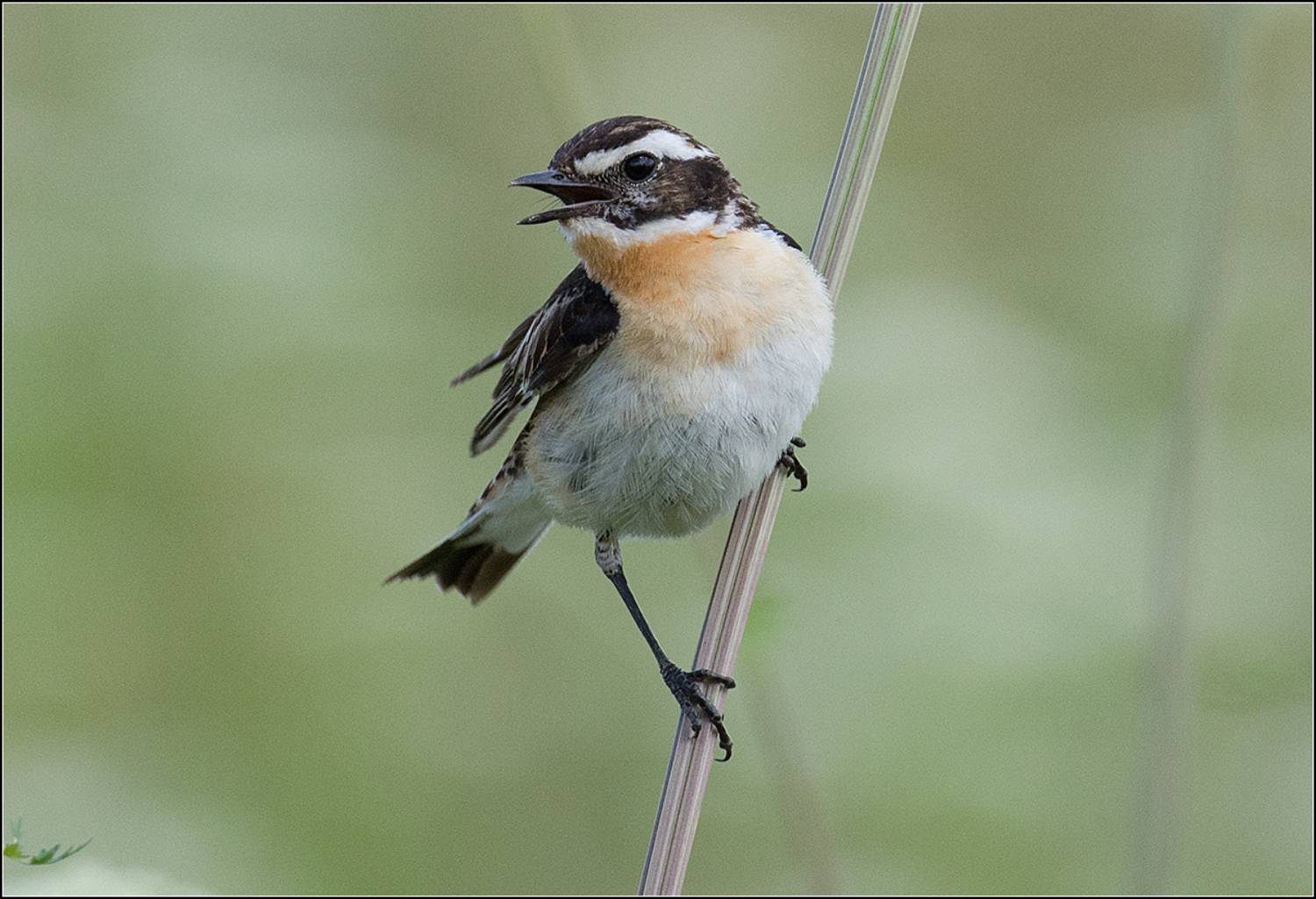 москва, парк, луговой чекан, АНАТОЛИЙ ДОВЫДЕНКО