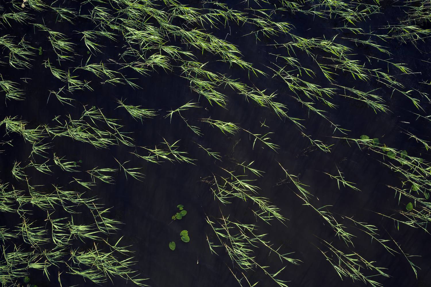 , Загруев Михаил