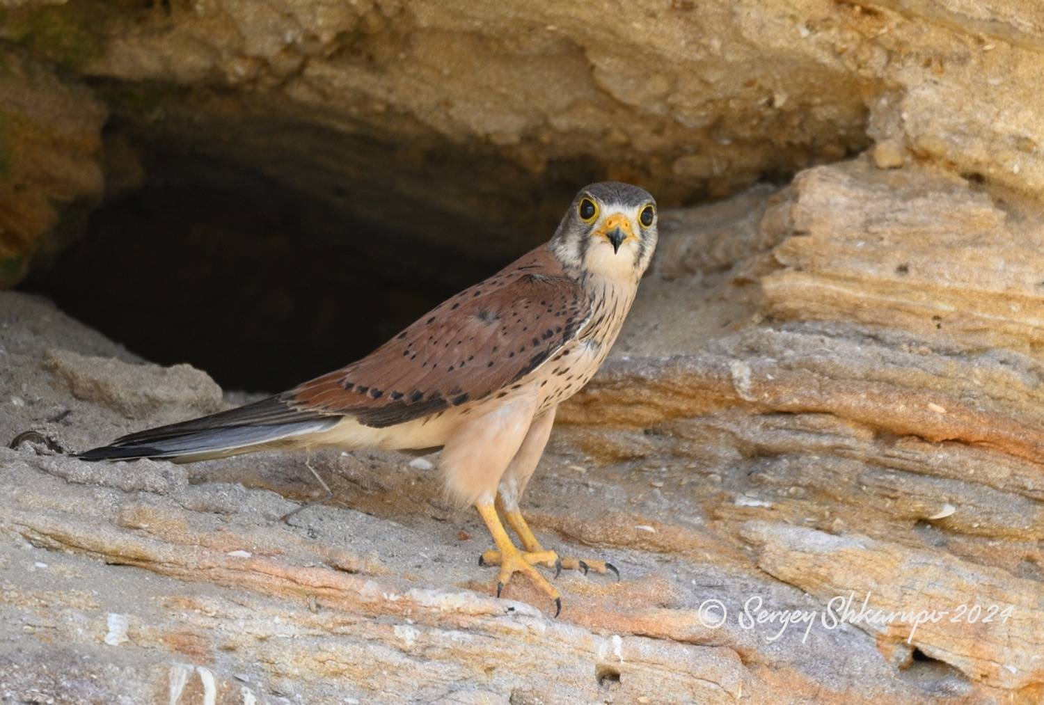 Обыкновенная пустельга, птицы, птицы Крыма, карьер, Сергей Шкарупо