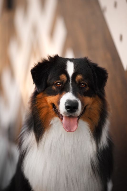 Аусси, австралийская овчарка, анималистика, Минск, собака  Самая искренняя улыбка  фото превью