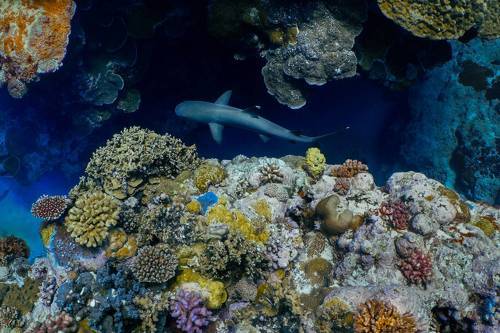 Ocean Dream: A health ecosystem